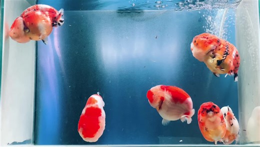 Set 6fish Ranchu Calico 🐠🐠🐠 High-Quality 💯 #hieubongoldfish🐠 #lovewaterpigs #ranchutinytail #dammecacanh🐠🐠 #goldfish #calico #xuhuongtiktok