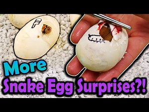 More Surprise Bullsnake Morphs Hatching!