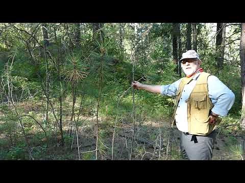 Life Cycle of the Ponderosa Pine: Part 1