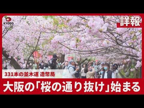 [Detailed Report] Osaka's "Cherry Blossom Viewing" Begins: 331 Trees Avenue, Japan Mint