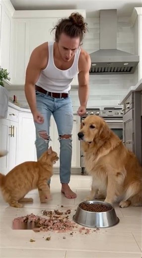 Pets got grounded🤣 #cat #dog