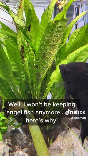 Breeding Angel Fish in Community Tanks: Tips and Tricks