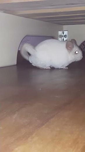 Chinchilla screaming