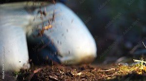 farmer collecting soil samples in a test tube in a field. Agronomist checking soil carbon and plant health on a farm in a field