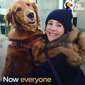 Dog Hugs Strangers On Walks | The Dodo