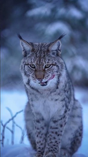❄️ Ghost of the Snow: The Eurasian Lynx 🐾 #lynx #snow #winter #animals