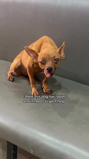 Urgent Care for a Dog With Rabies Symptoms
