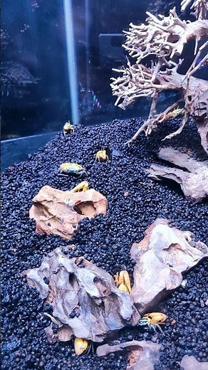 🦀 Crab aquarium setup 🫧 / crab tank setup video / trichy birds park / #trichybirdspark #hermitcrabs
