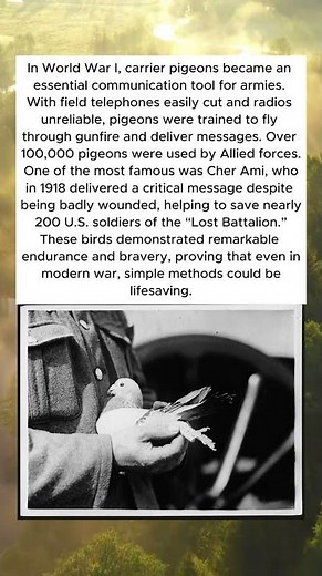 CARRIER PIGEONS 🕊️📨