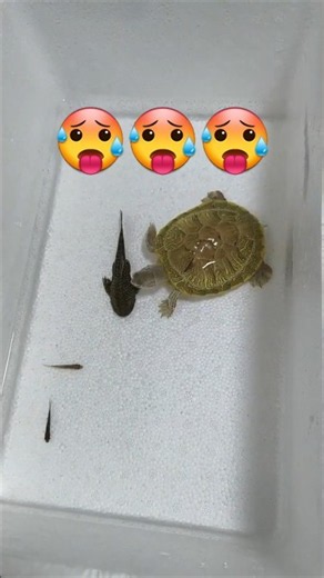 Whose little turtle is so cute!🐢🐢🐢 #pet #turtle #tortoise #animals