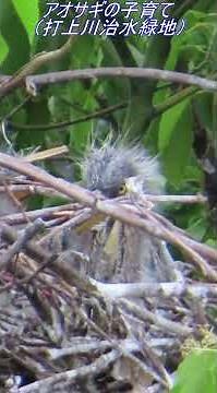 アオサギの子育て（打上川治水緑地） #birds #アオサギ #打上川治水緑地園