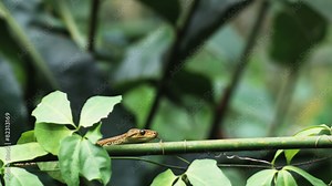 tree snake slithering along the branch of a tree