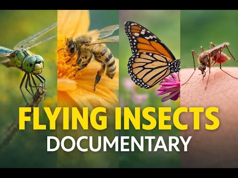 The World of Flying Insects | How They Fly, Hunt