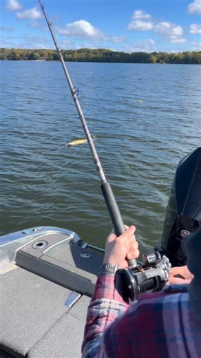 79K views · 745 reactions | Great looking first musky coming to the net for a client last week. Thanks to Zachary Baker for the OG walleye 7” lure for the win. Also thanks to my clients for sending me the video #mcfishnguides #fatazmusky #vicssportscenter #rangerboats #chautauquaspecial | Muddy Creek Fishing Guides | Facebook