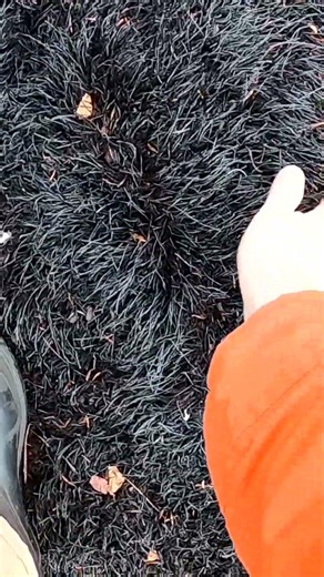 Driving through a wildfire burned area in Long Lake Nova Scotia #canam #wildfire #offroad