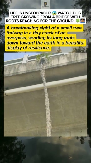 Nature Finds a Way: The Floating Tree! 🌳✨