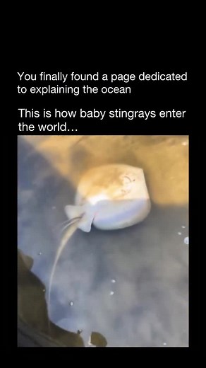 Explaining The Ocean | Stingrays reproduce through ovoviviparity—a fascinating process where embryos develop inside eggs retained within the mother’s body.... | Instagram