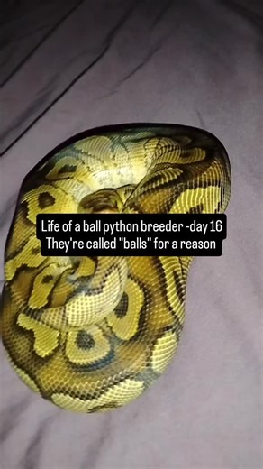 #ballpython #snakesofinstagram #reptile #ballpythonmorphs #ratsofinstagram #rat #savetherats #cat | Brian James Andrews