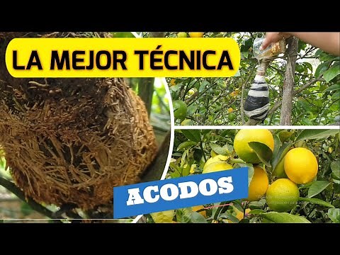 COMO HACER UN ACODO PASO A PASO - REPRODUCIR CUALQUIER ARBOL O FRUTAL, TECNICA 100% EFECTIVA