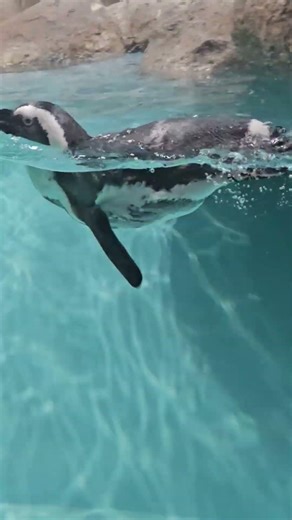 The Best Animal Encounters of 2025 (Compilation)