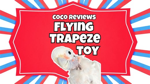 Coco is quite the Toy Reviewer! She wasn't as sure of the Flying Trapeze until we added the Basket Case Toy to it! Then she goes wild. | Lucky Lou and Coco Too