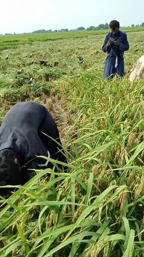 Traditional Rice Harvesting in South Asia