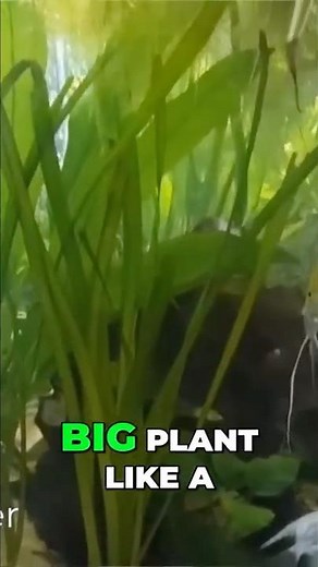 What Will Help My Aquarium??