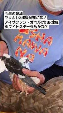 他鳩舎へ送る雛鳩達が多く自分が将来使う種鳩候補の雛作りは今から！ #レース鳩 #pigeon #一般社団法人日本鳩レース協会 #birds