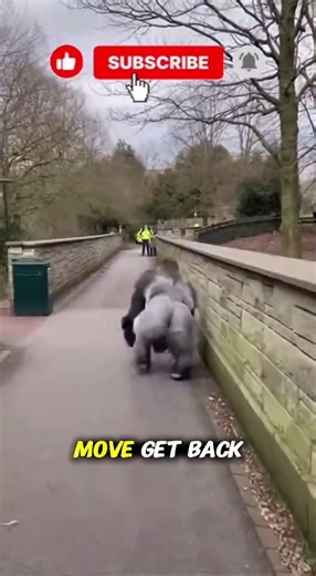 The Physics of Power: Silverback Gorilla Breach Analysis (Raw Footage)