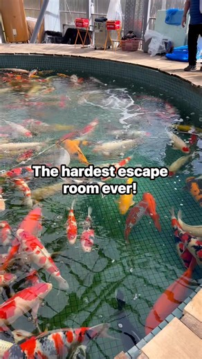 80K views · 1.4K reactions | The hardest escape room known to manalso known as Maruhiro Koi Farm. #koi #koifish #koipond #japan | Koi Competitions | Facebook