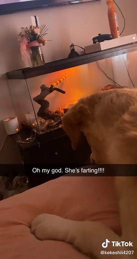 Snake Farting: Understanding the Myth Behind Snakes Passing Gas