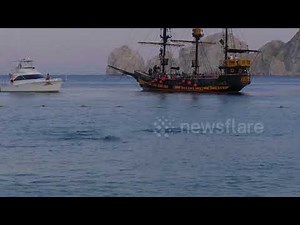 Manta rays leap out of water in Mexico