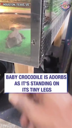 227K views · 767 reactions | Who knew crocodiles could look so cute!  | Bright Side | Facebook