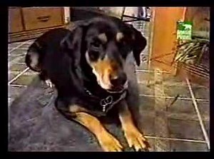 Planets Funniest Animal - Speaking Pets