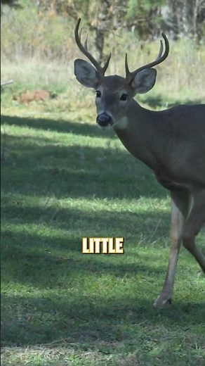 How to guess the age of a deer | Part 1 #shorts #hunting #deer #deerhunting