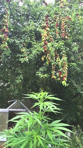Living Soil unter freiem Himmel… sie wird immer größer 😳🌱