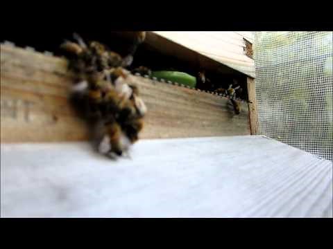 Big Fight: Bees vs Wasps