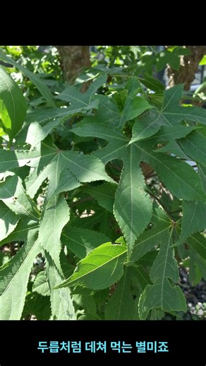 음나무[개두릅나무][Kalopanax septemlobus (Thunb.) Koidz.]