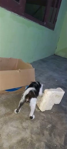 kitten jump first yeah gays