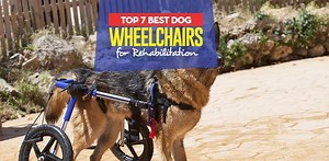The 7 Best Dog Wheelchairs for Rehabilitation