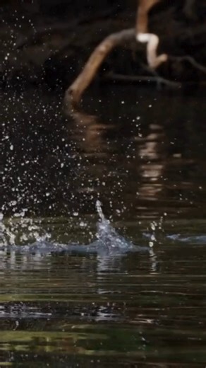 The African Fish Eagle (Icthyophaga vocifer) The African Fish Eagle (Icthyophaga vocifer) is one of Africa’s most powerful and iconic raptors, often called the “Voice of Africa” for its loud, echoing cry that resonates across lakes and rivers. With its striking white head, chestnut body, and black wings, it commands both the sky and the water below. Found near freshwater lakes, rivers, and coasts across sub-Saharan Africa, this majestic bird is a skilled hunter, swooping down with razor-sharp ta