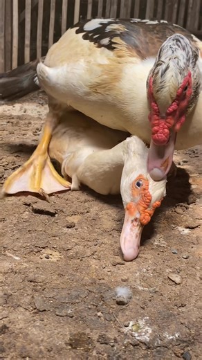 Pro duck 🐣🦆💨💨 Moscovyduck | Nurul Aziz S