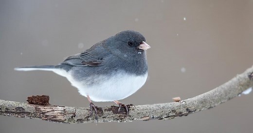 Dark-eyed Junco Photos and Videos for, All About Birds, Cornell Lab of Ornithology