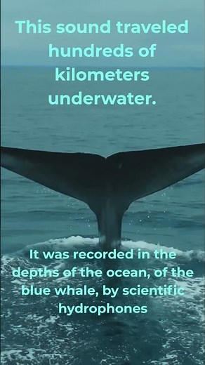 The Sound That Travels 500 Miles Underwater #DeepOcean #BlueWhale