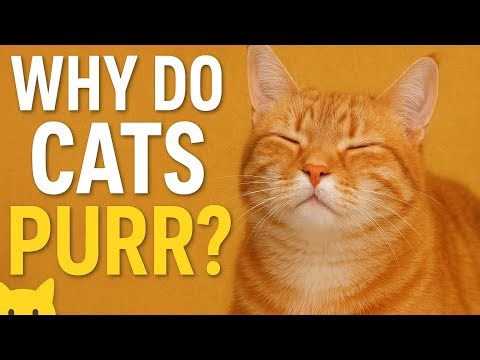 Why Do Cats Purr? 5 Real Reasons Your Cat Purrs | Cat Behavior Explained