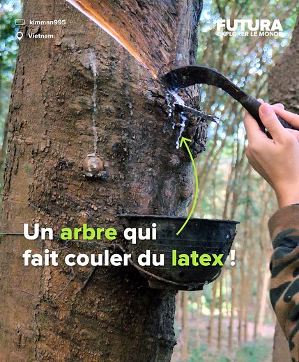 (🌍) Voici comment est « fabriqué » le caoutchouc naturel (ou dit aussi le latex) au Vietnam à partir de la sève de l'arbre tropical Hévéa. Le mot caotchu, est issu de la langue « quechua » (Cao = bois, tchu = qui pleure ). Ce nom est dû à la manière dont est récolté le latex, puisqu'il s'écoule après l'incision de l'écorce des troncs. L’hévéaculture se déroule principalement dans le Sud-Est de l’Asie. 🇲🇾 🇻🇳 🇹🇭🌲 Le premier pays producteur est la Thaïlande, qui en génère 3 millions de tonn