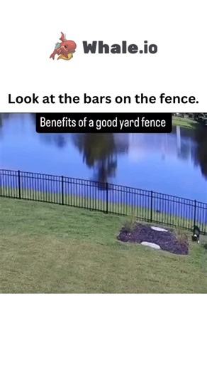 Sxrface ☠️ on Instagram: "- The video captures an alligator bending metal fence bars while attempting to enter a Florida backyard pond area, as a woman and small dog hurriedly retreat, with the caption emphasizing the damaged structure for ironic effect. - Alligators can climb chain-link fences up to 6 feet high using strong legs and claws, per Florida Fish and Wildlife Conservation Commission reports, highlighting risks in suburban waterways despite barriers. - Amassing 1.6 million views in und