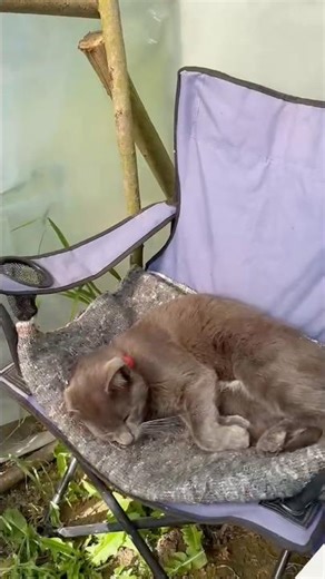 Cute little alien cat wants food from you.