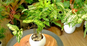 8 loại cây cảnh có lá cực đẹp, cắm hoa siêu xinh