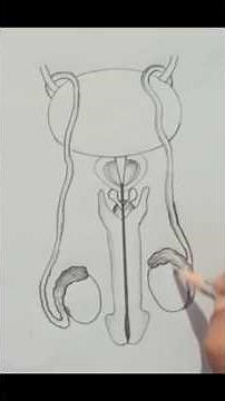 Human male reproductive system